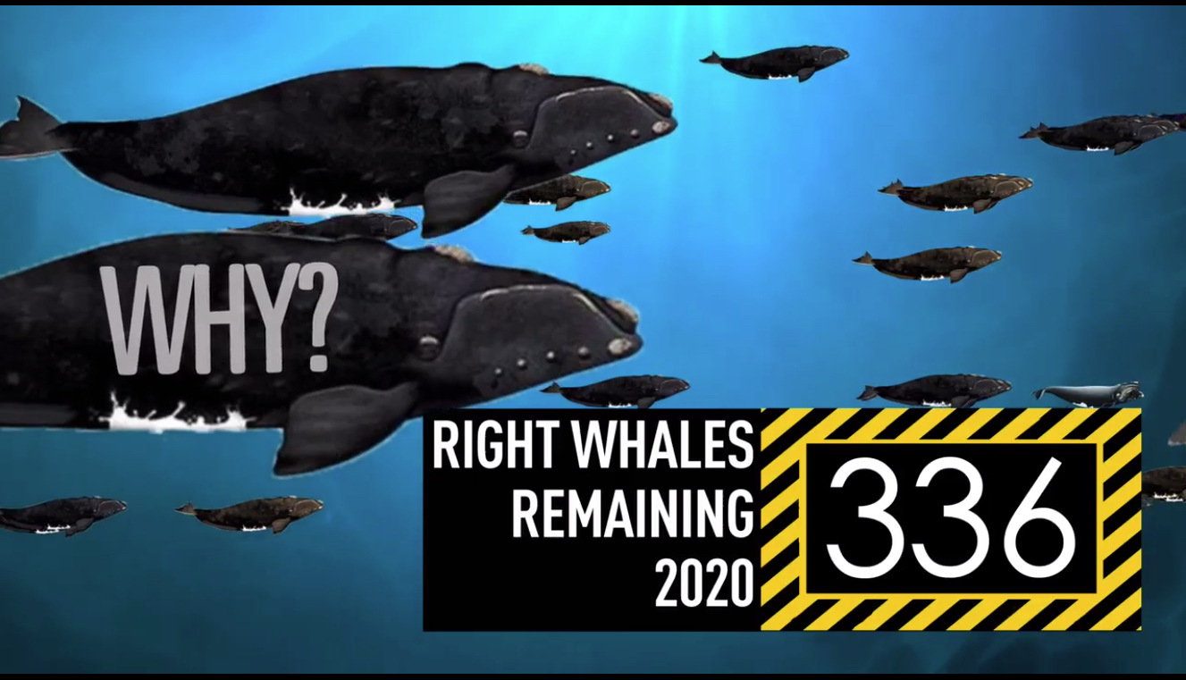 Right Whales remaining